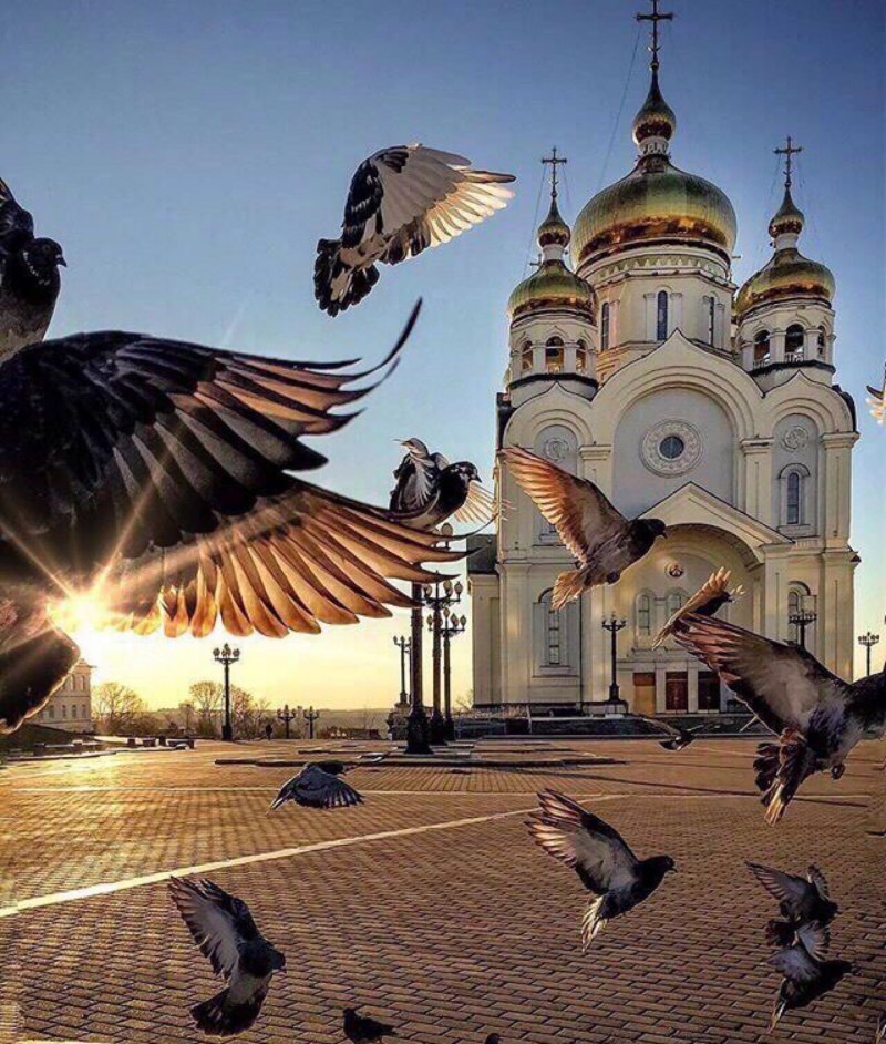 Голуби над храмом