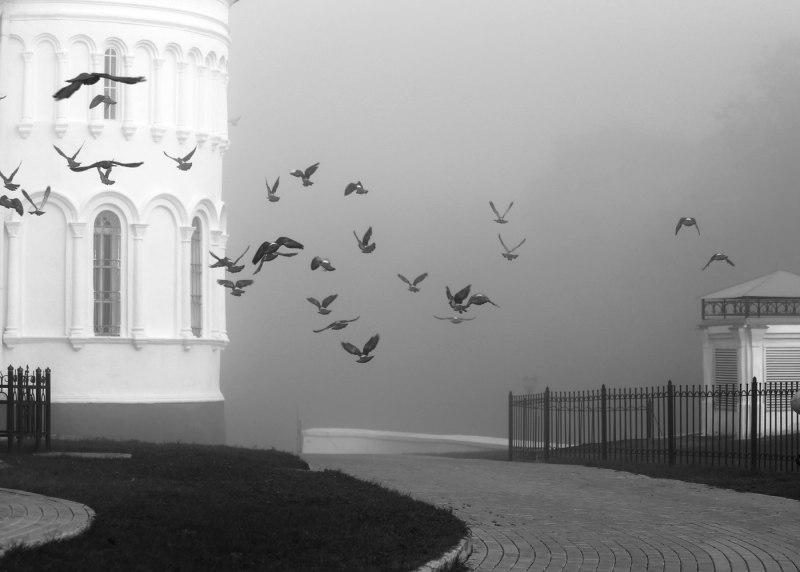 Птицы Церковь