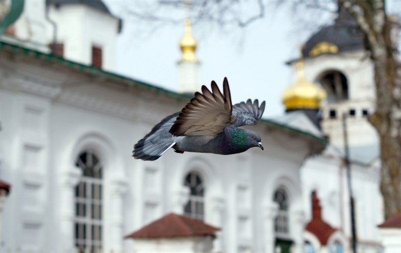 Птицы над храмом
