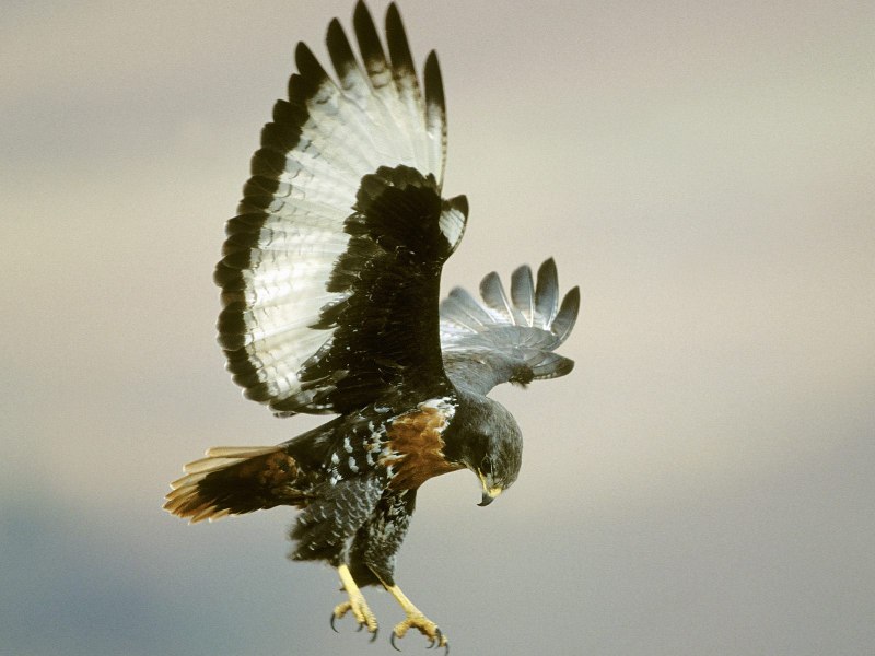 Buteo rufofuscus