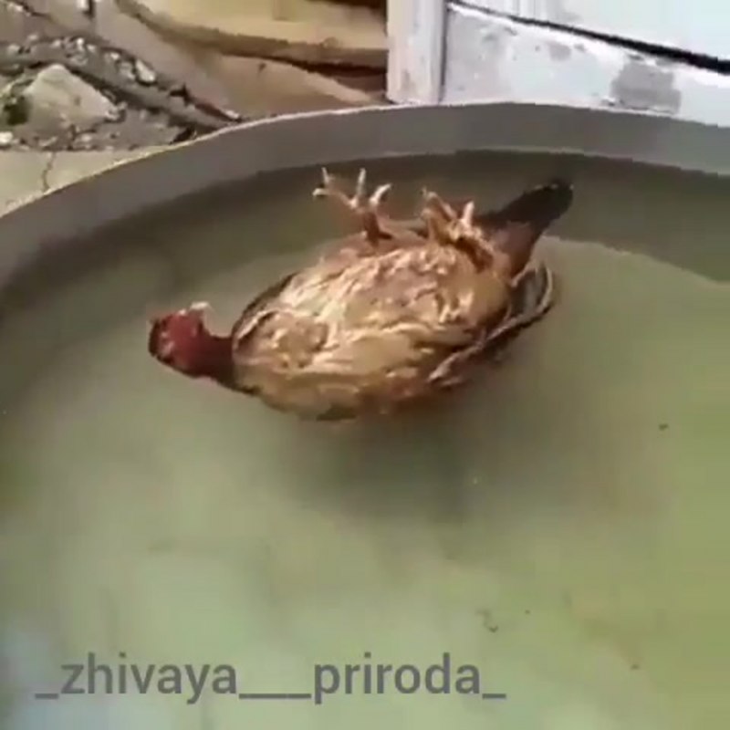 Курица плавает