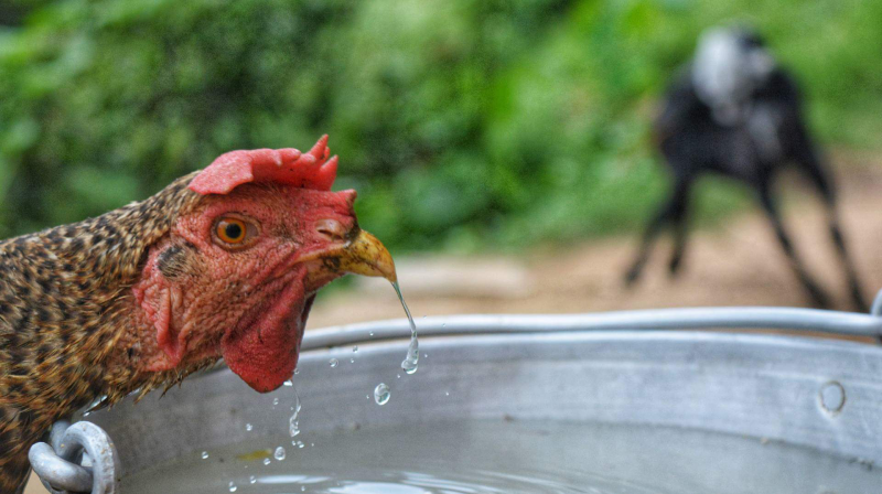 Маленькие водоплавающие
