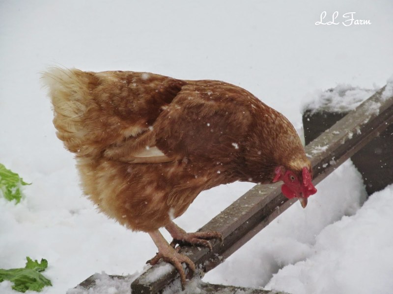 Ведерко с курицей