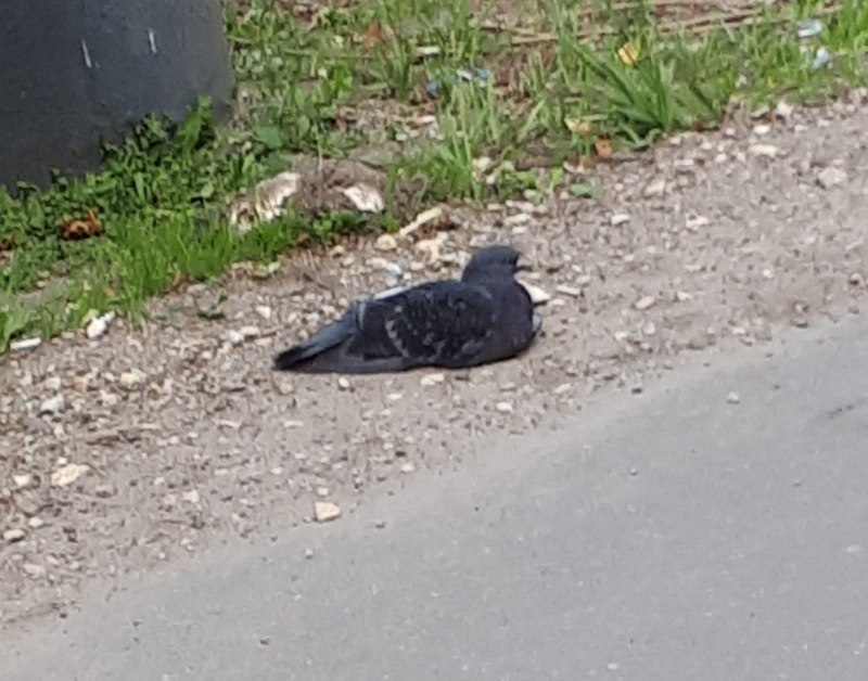 Голова голубя