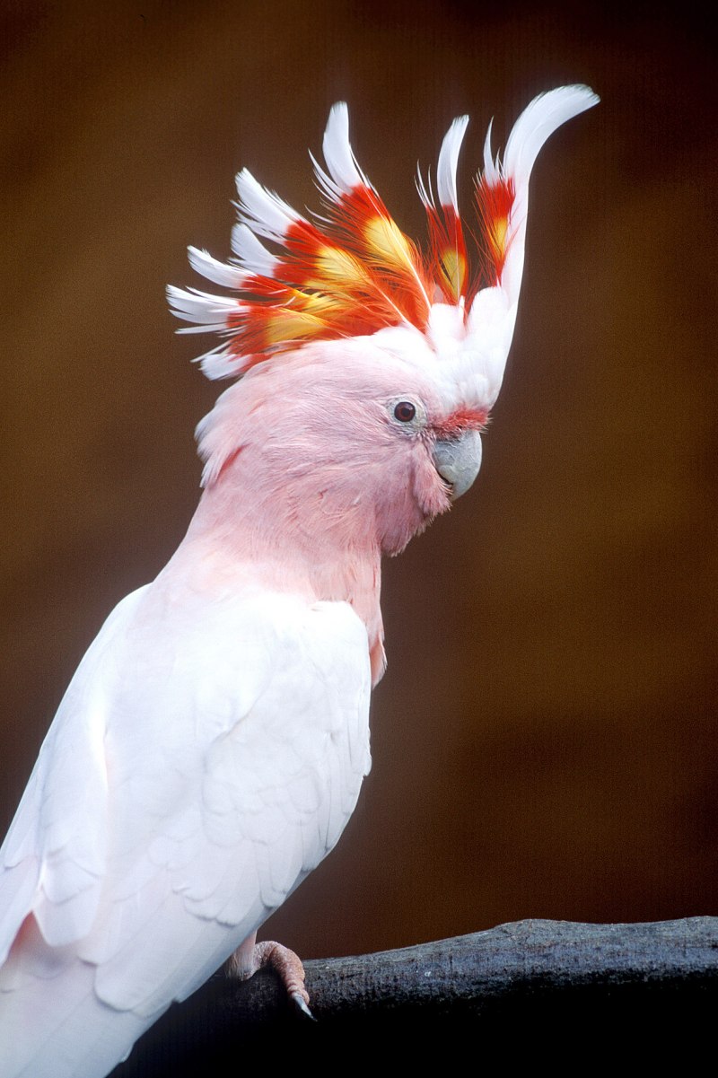Melopsittacus undulatus