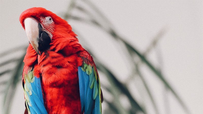 Macaw Parrot