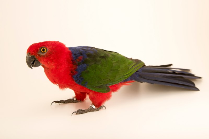 Moluccan King Parrot