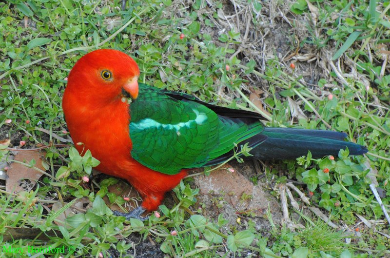 Moluccan King Parrot