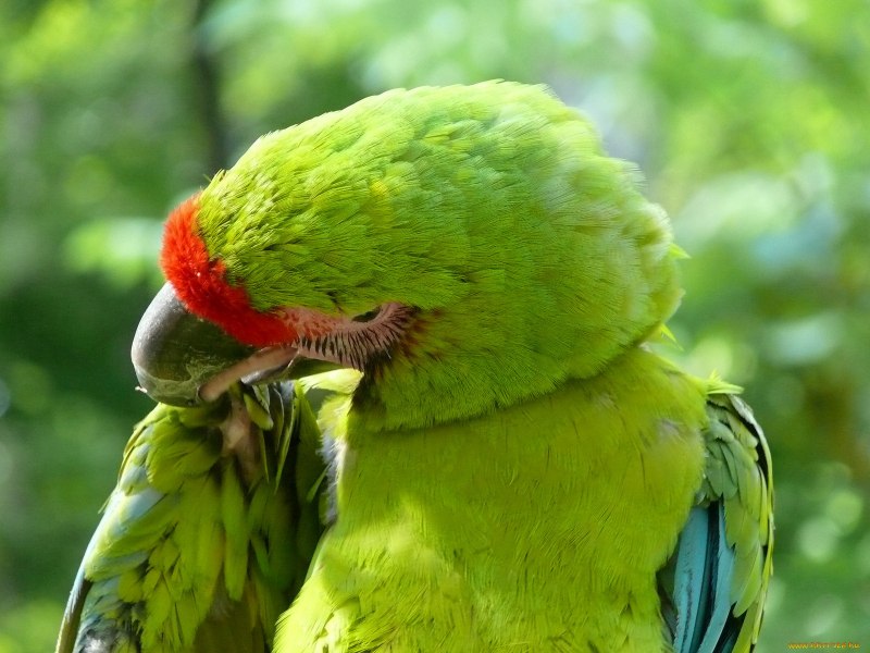 Free Parrots in Bundaberg