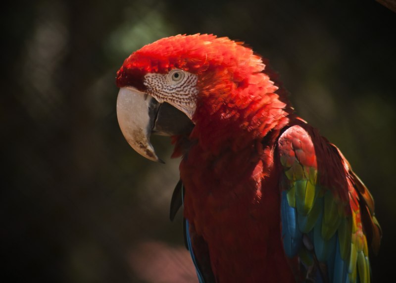 Красный попугай (Red Parrot)