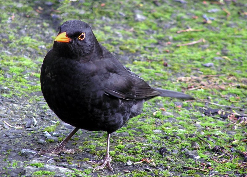 Amazing Jackdaw facts