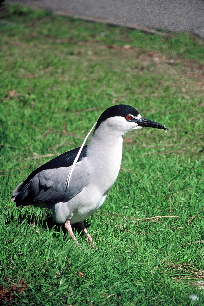 Замок turdus