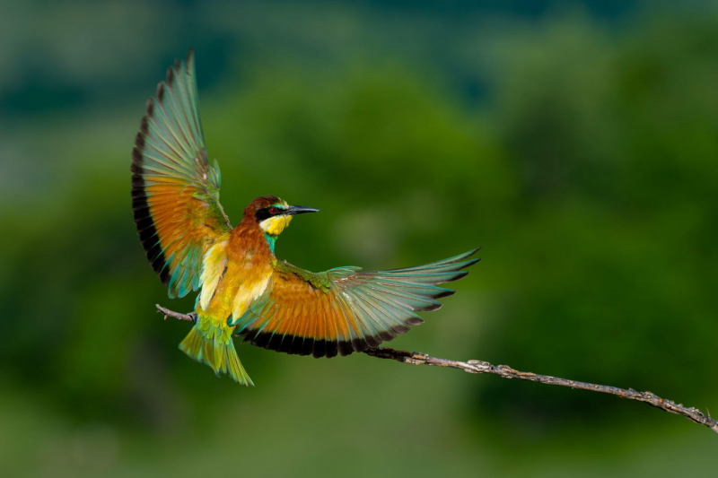 Золотистая щурка merops apiaster