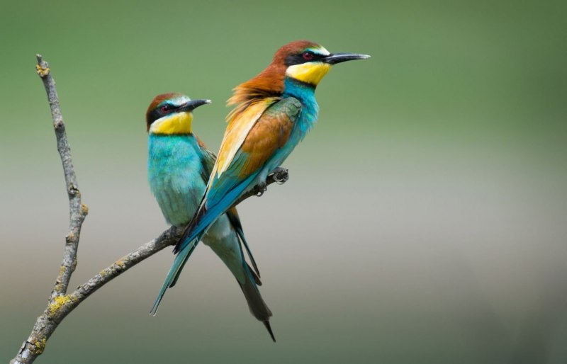 Merops apiaster птица