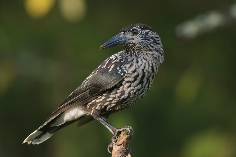 Nucifraga caryocatactes