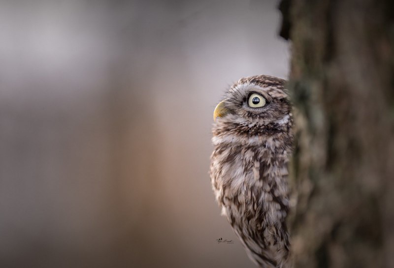 Воробьиный Сыч (Glaucidium passerinum l.),