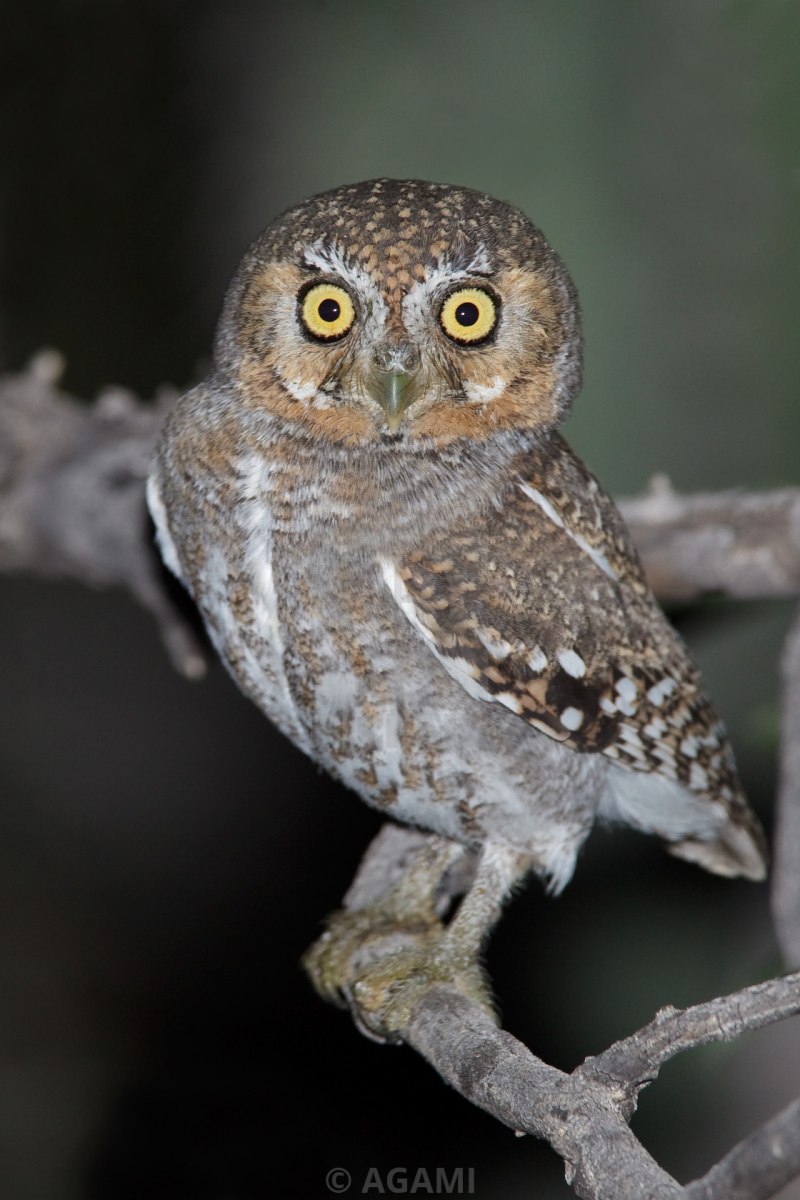 Воробьиный Сыч (Glaucidium passerinum l.),