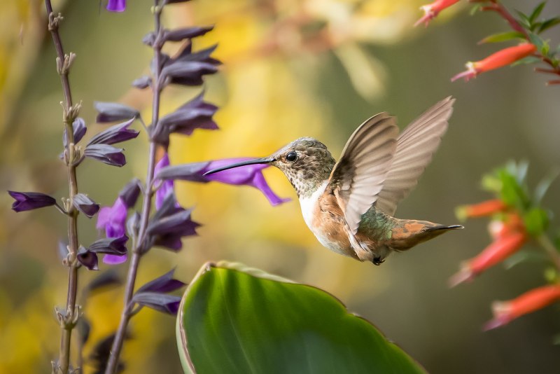 Колибри trochilidae