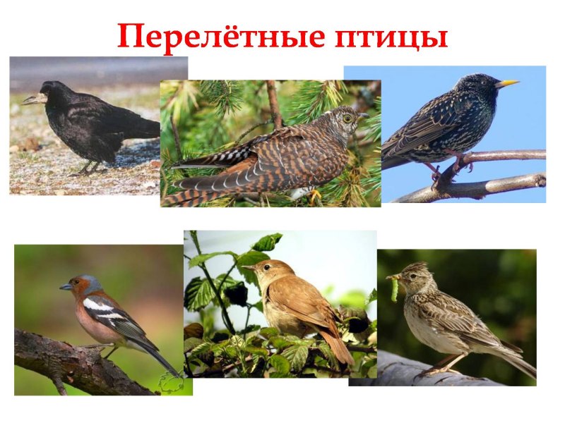 Стая перелетных птиц картинки
