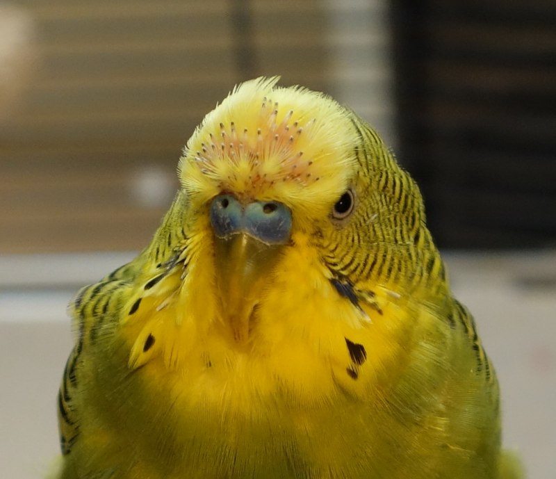 Волнистый попугай во время линьки (65 фото)