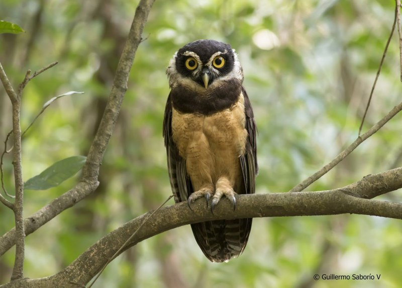 Spectacled Owl