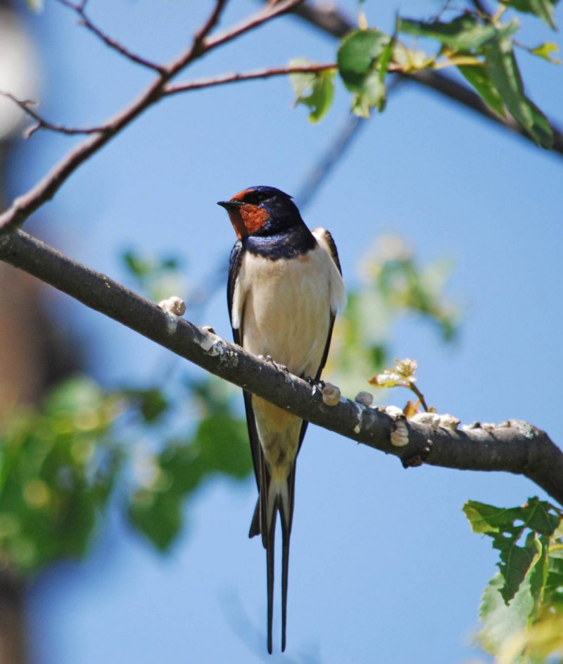 Деревенская Ласточка – Hirundo Rustica