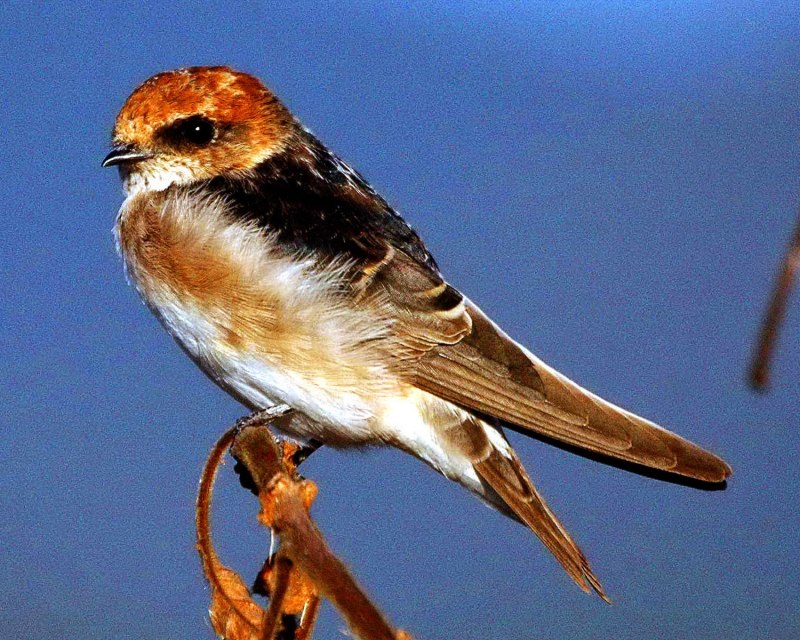 Petrochelidon pyrrhonota