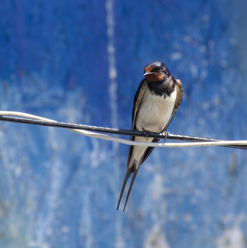 Деревенская Ласточка Hirundo Rustica на монетах