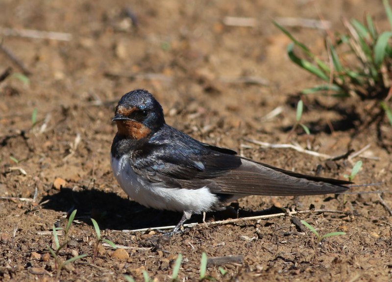 Hirundo gre l418x