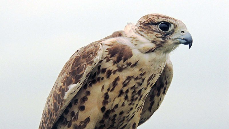 Галапагосский канюк