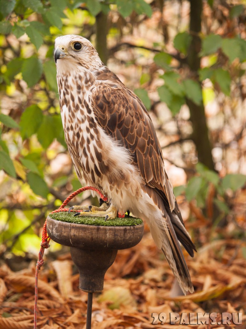 Saker animal