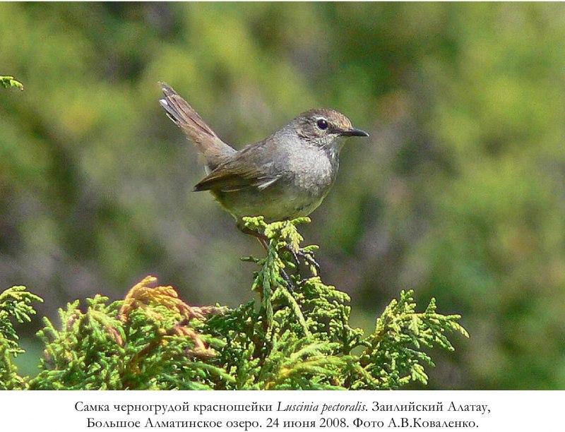 Соловей-красношейка Luscinia Calliope