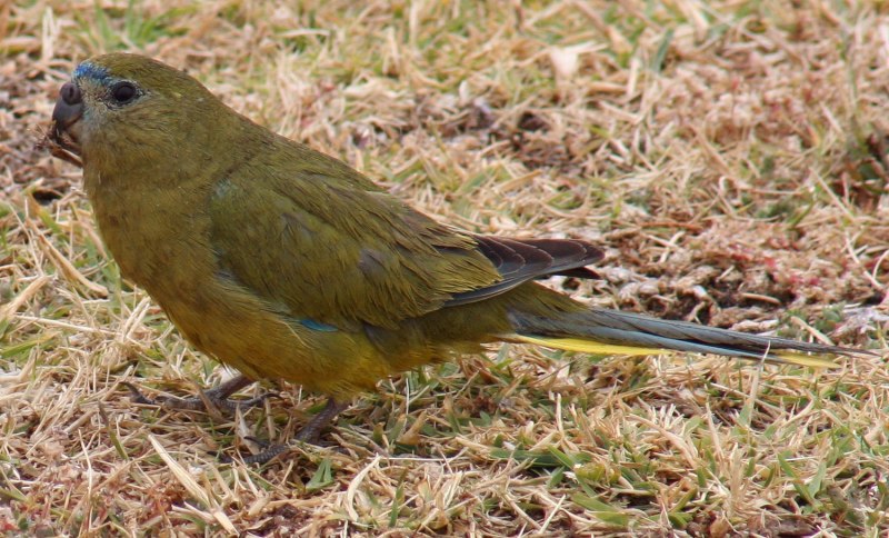 Eunymphicus uvaeensis