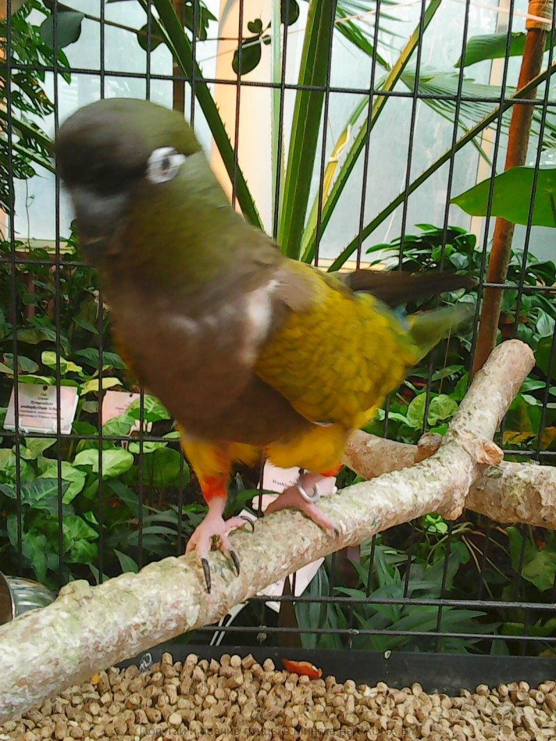 Pionus menstruus)