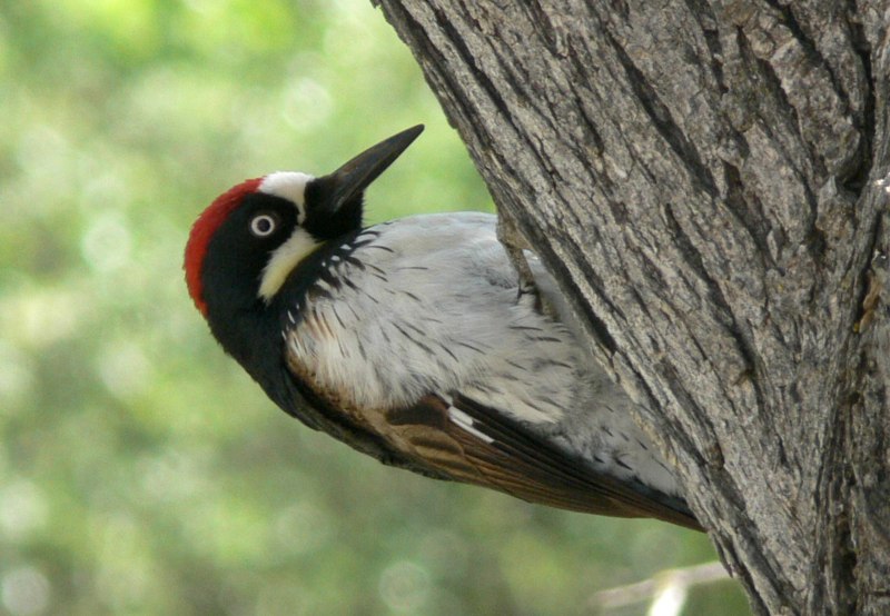 Императорский дятел (Campephilus Imperialis)