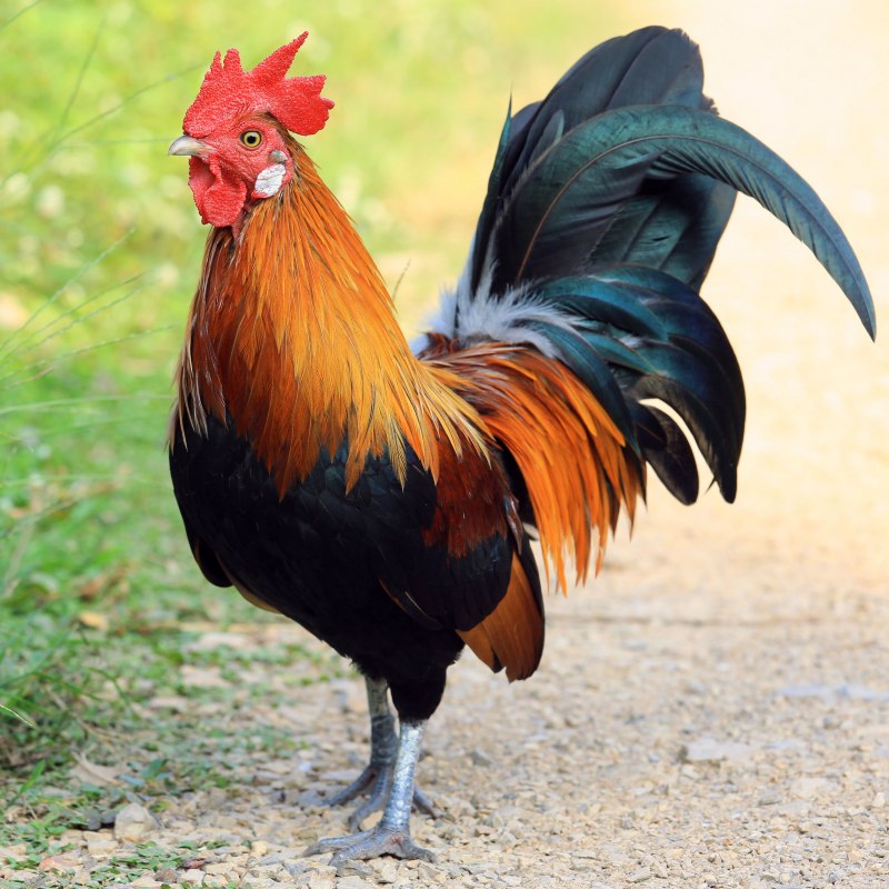 Red junglefowl