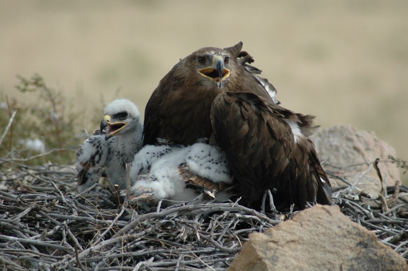 Коршун самка