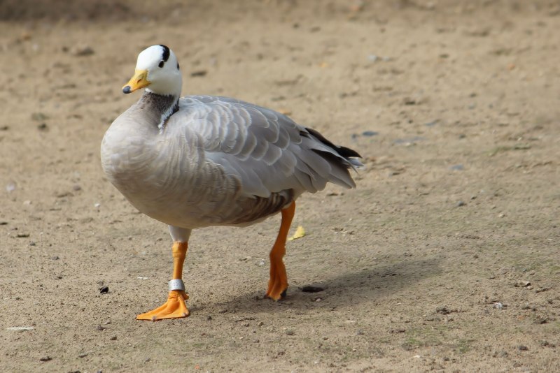 Сноу Гус (Snow Goose)