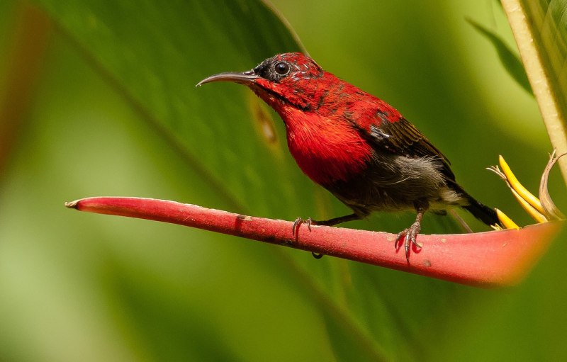 Colibri красный