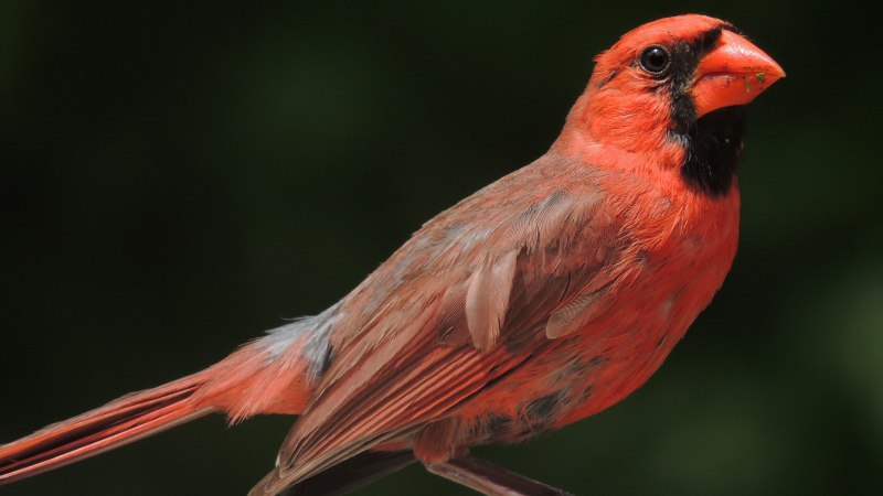 Northern Cardinal птица