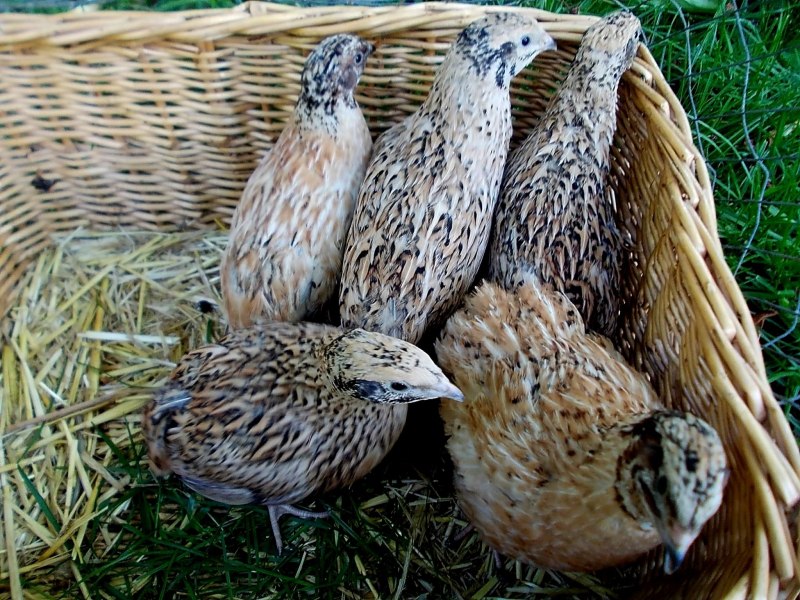 Coturnix japonica