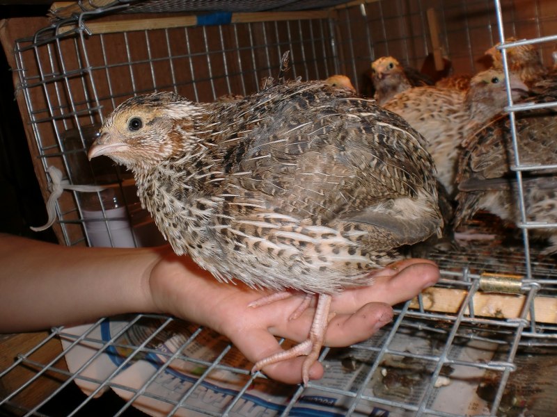 Перепел обыкновенный Coturnix Coturnix