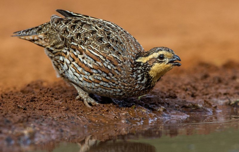Перепел Coturnix Coturnix