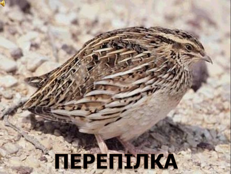 Перепел Coturnix Coturnix