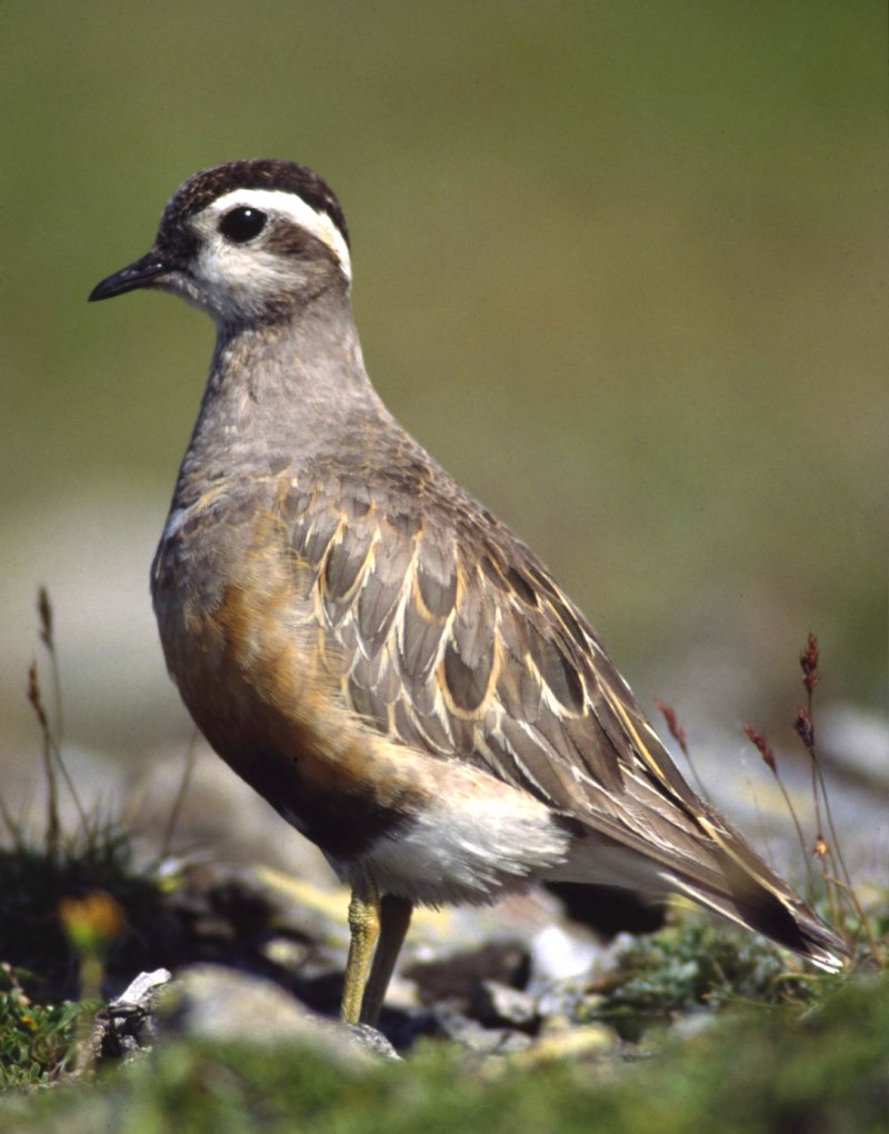Хрустан (Charadrius morinellus)
