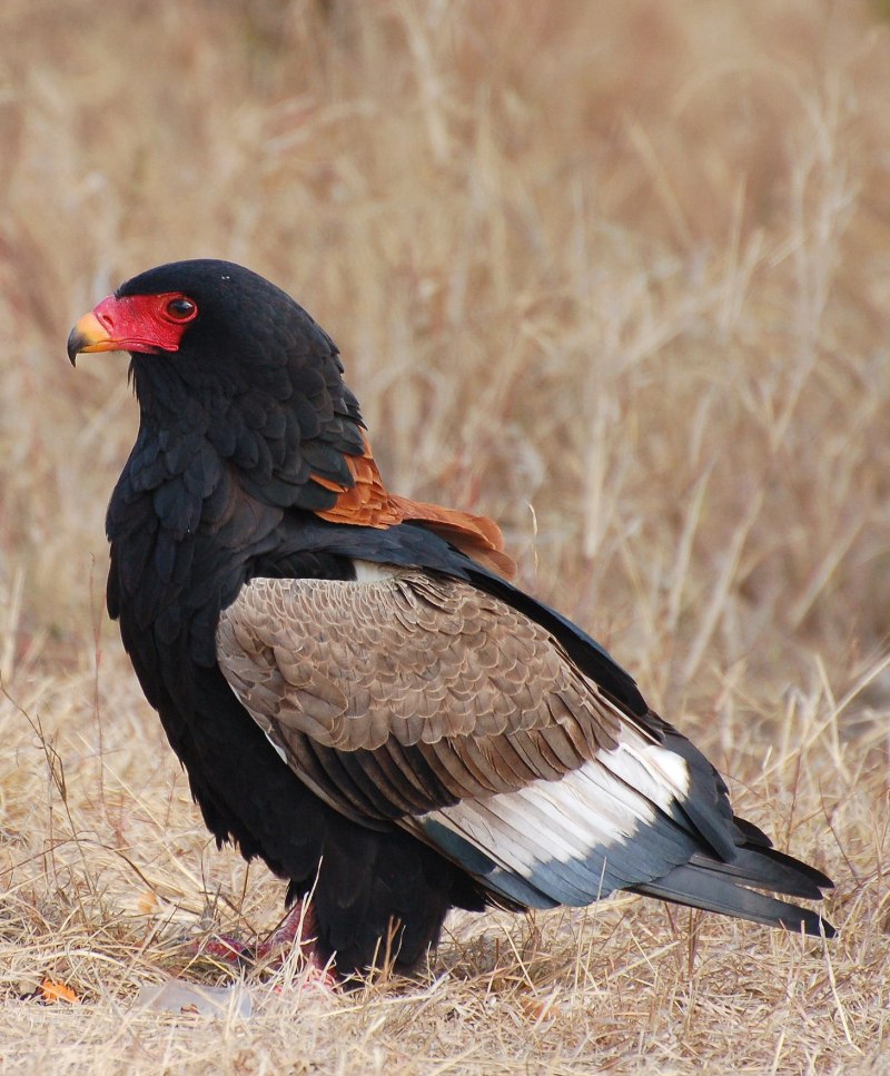 Орёл-Скоморох / Terathopius ecaudatus