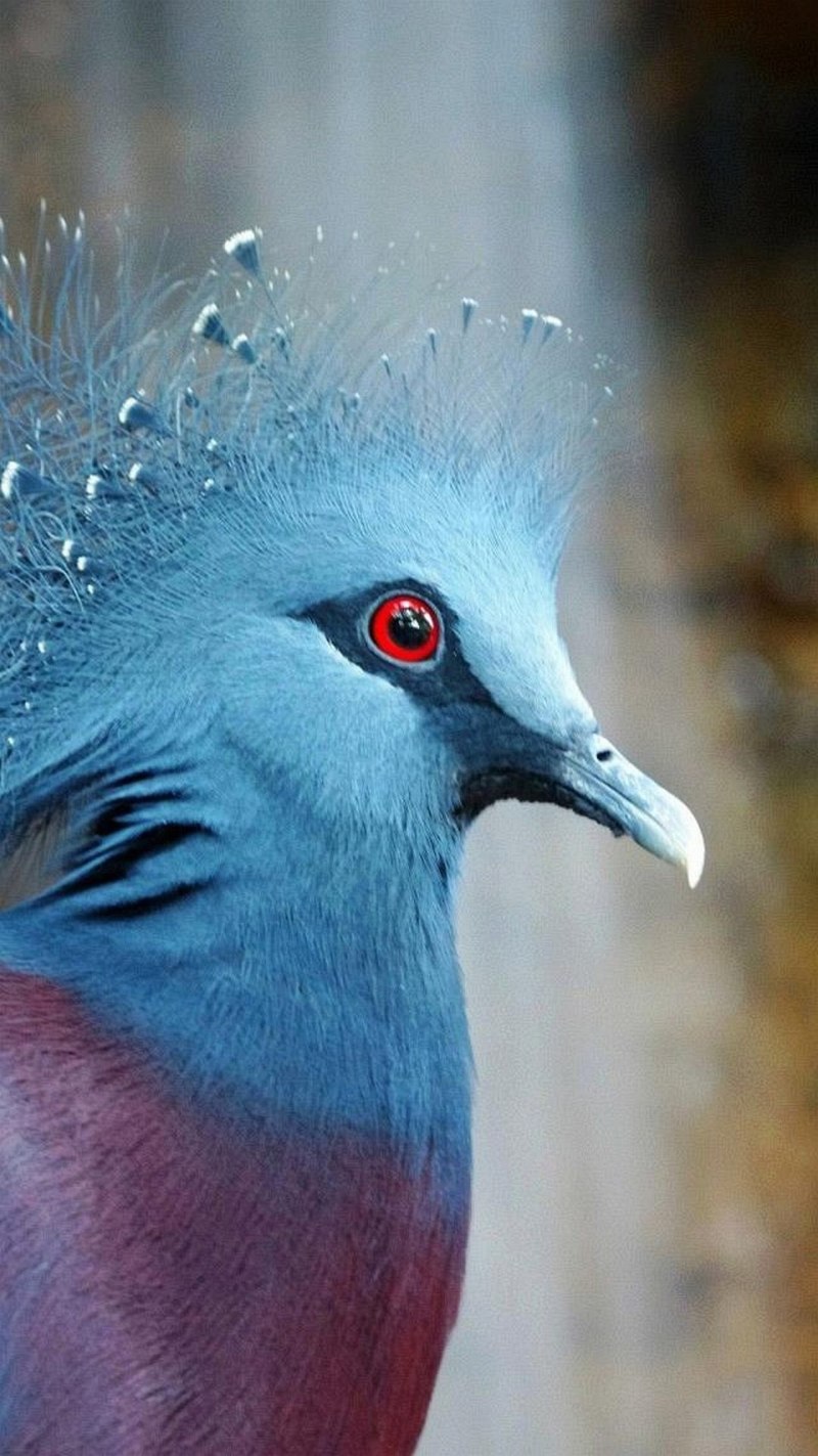 Victoria crowned Pigeon птица