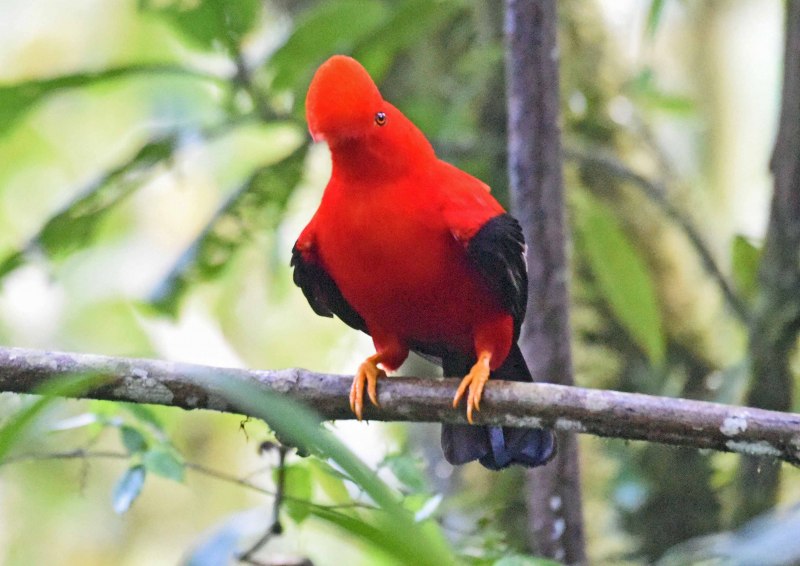 Andean cock-of-the-Rock