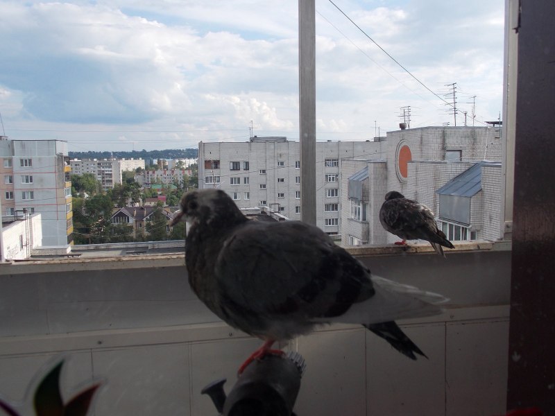 Охота на городских голубей