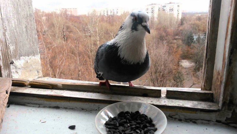 Голуби ходят